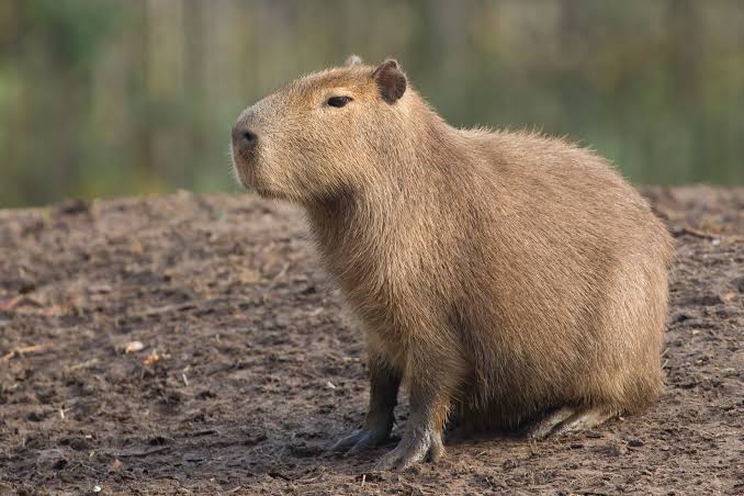 Capivara Dourada de Comunicação entra na reta final das inscrições; premiação será em dezembro